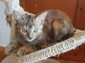 Ronja (3)7